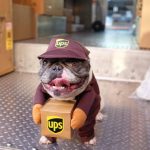 UPS Dogs feature pic