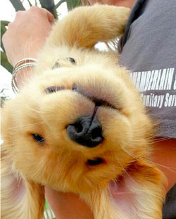 Funny Golden Retriever Puppy