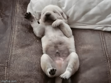 Sleeping Puppy GIF 
