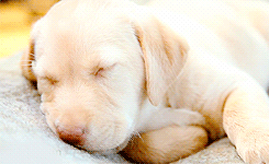 Sleeping Puppy GIF