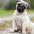 30 facts about dogs
