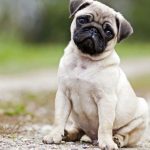 30 facts about dogs