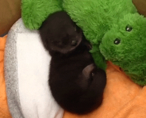 baby otter