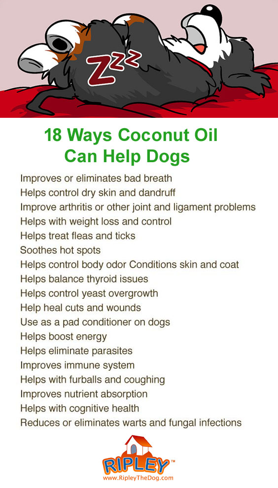 dogs and coconut oil