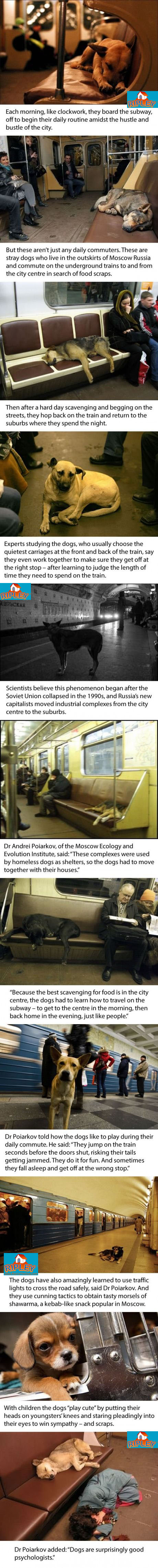 dogs on moscow suway