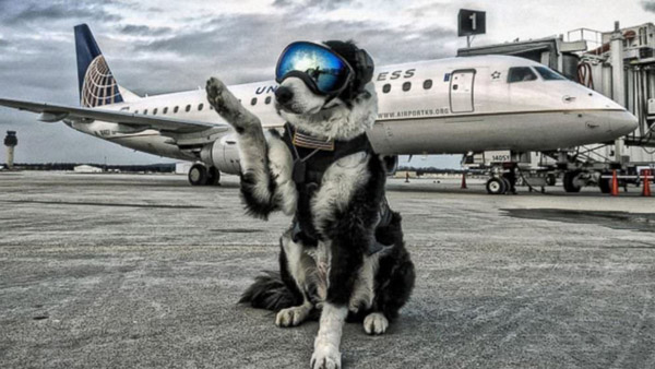 piper the aviation bird dog