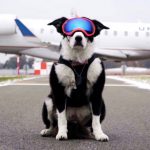 piper airport dog