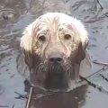 toby mud dog