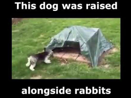 dog raised by rabbits 435w
