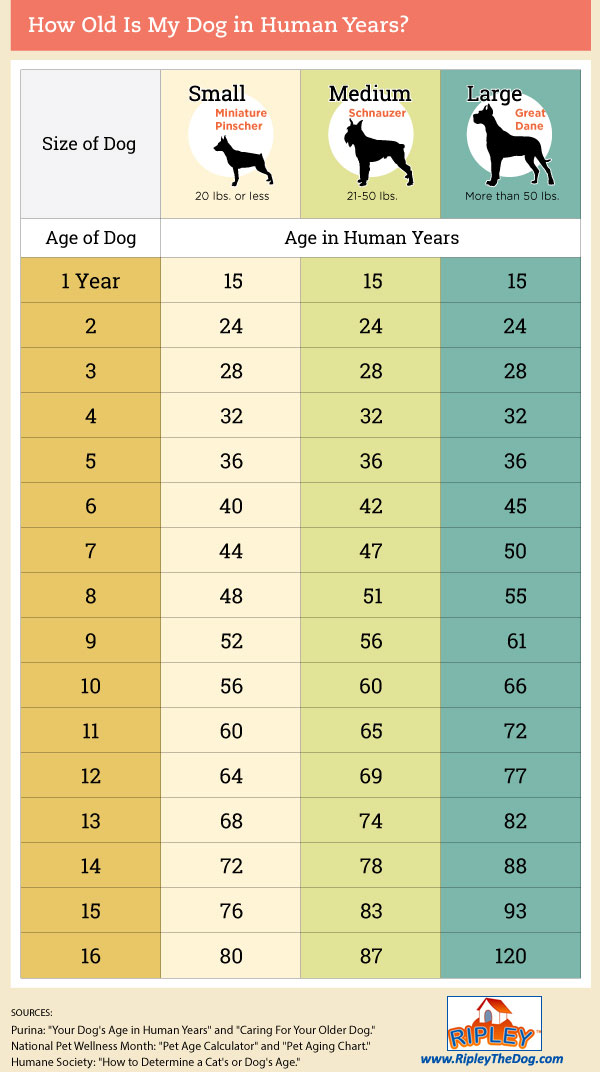 how old is my dog in human years