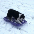 dog sledding by herself