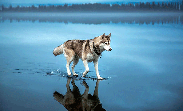 dog walks on the water