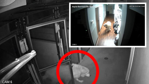 master escape dog on security cameras