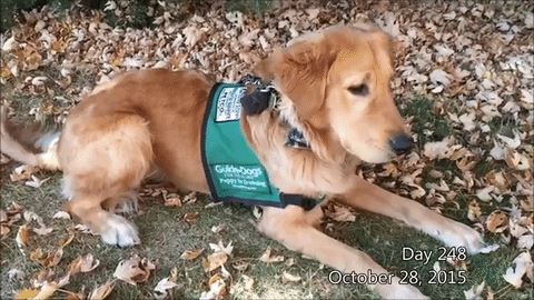 lombard the guide dog flunks out