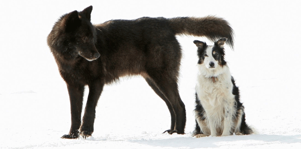 romeo the black wolf and his friend