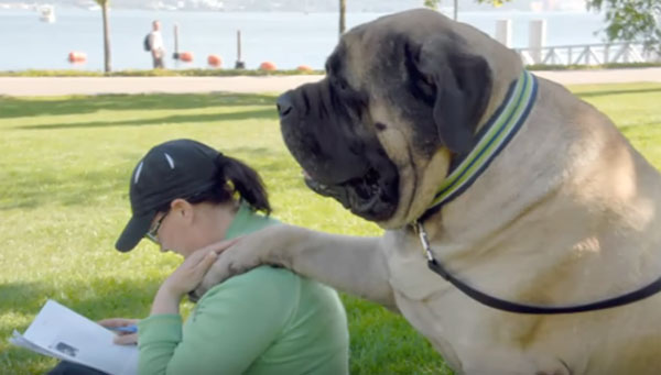 zorba worlds largest dog