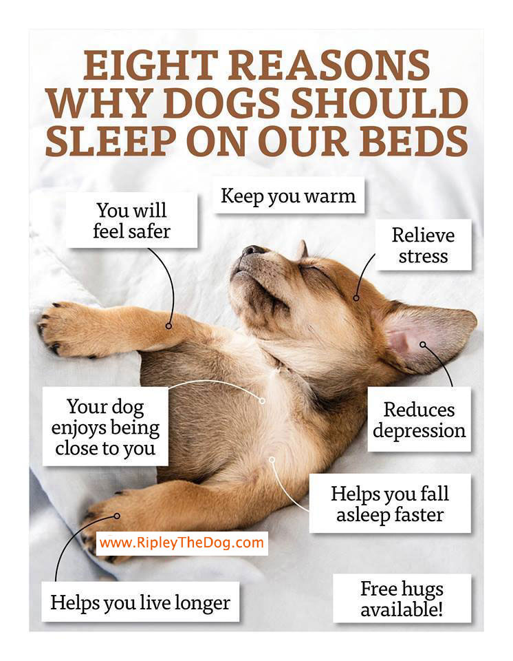 Eight Reasons Why Dogs Should Sleep On Our Beds