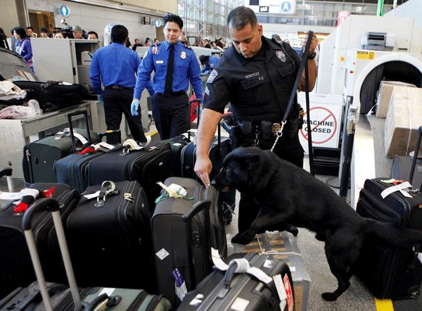 bomb sniffing dogs
