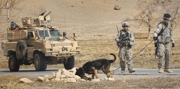 bomb sniffing dogs