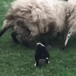 border collie puppy herds sheep
