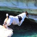 cliff diving dog 380