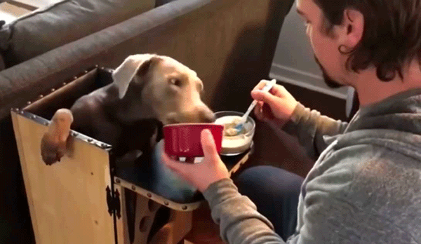 dog-high-chair-to-eat600w