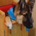 dog eats from high chair
