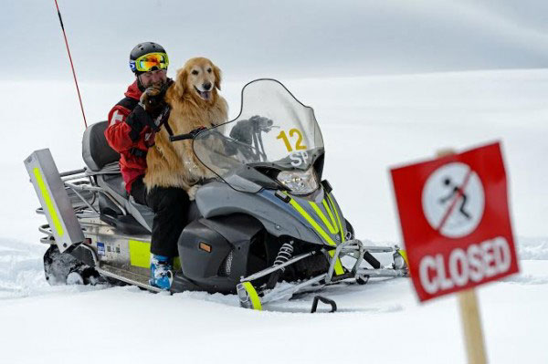 henry the ski patrol dog