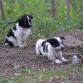 puppies-of-chernobyl-380