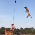 flying dog 25 foot jump