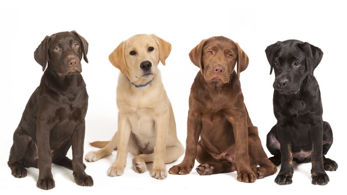 labrador retrievers