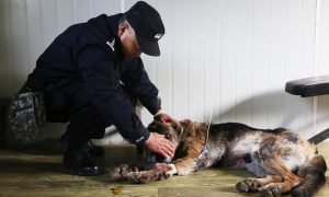 Retirement Home For Police Dogs - Ripley The Dog