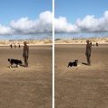 dog plays fetch with statue