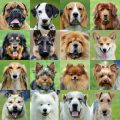 Most popular dog breeds