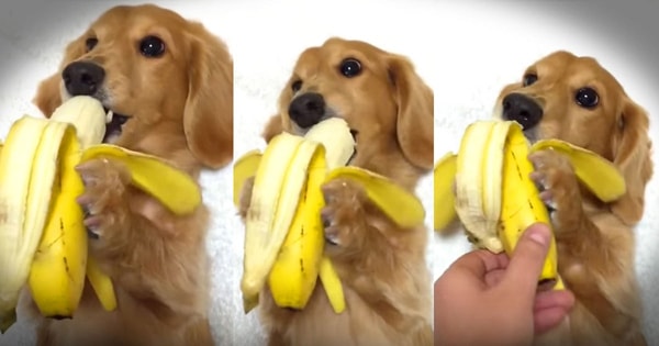 dog eats banana