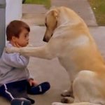 dog and boy with down syndrome