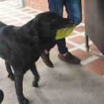 dog brings leaf to buy treats 380-min