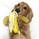 dog eating banana