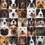 which dog breed is for you 380