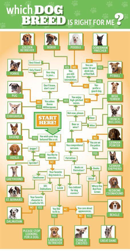 which dog breed is for you