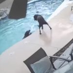 drowning dog