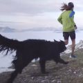 trail dog