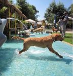 water park for dogs