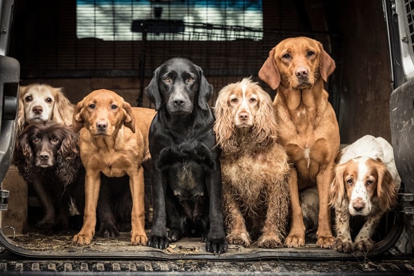 top dog photos of the year 2018