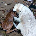dog rescues drowning fawn