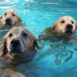goldens pool party
