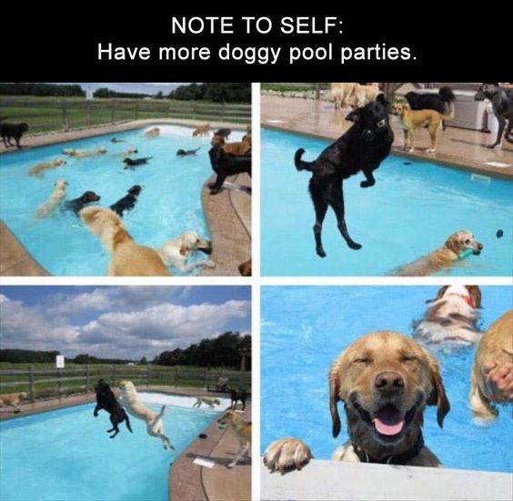 doggie pool party