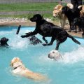 doggie pool party 380