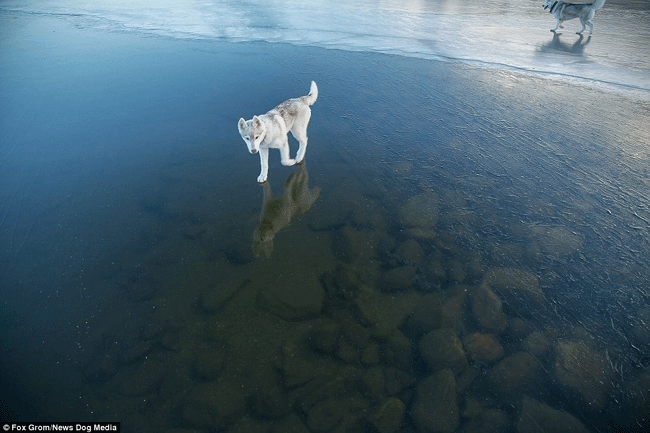 dogs walk on water