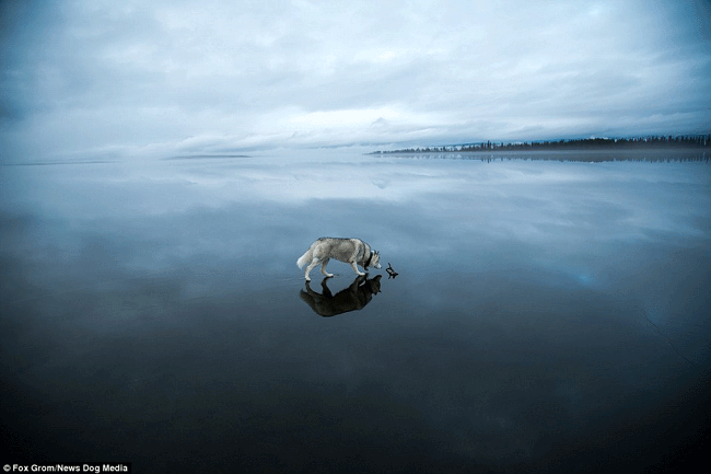 dogs walk on water